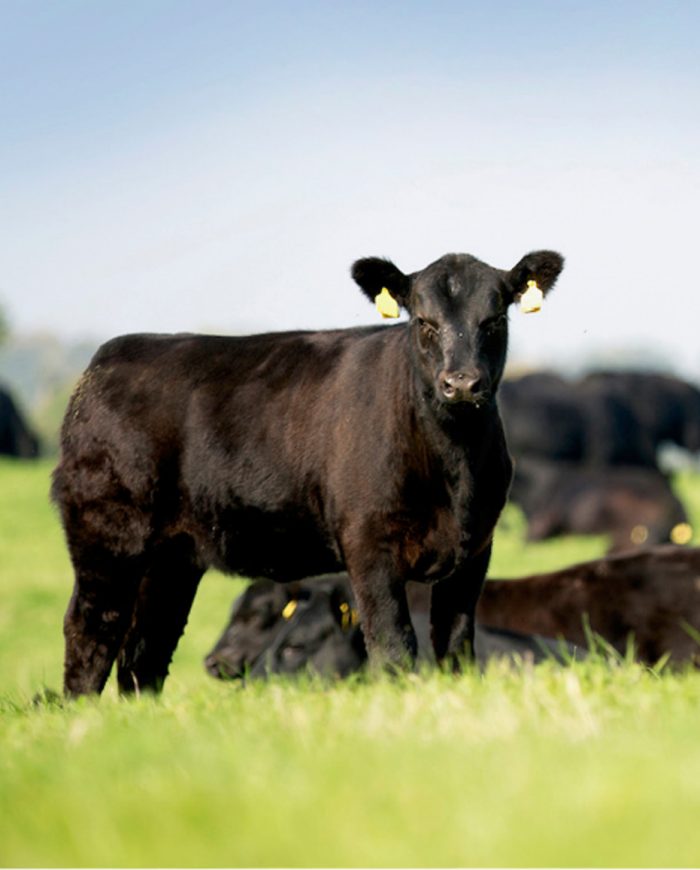 british beef supplied by bowland foods